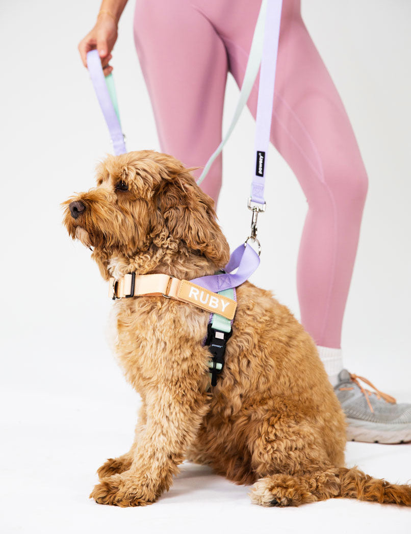 How Do I Know If My Dog Needs a Harness?