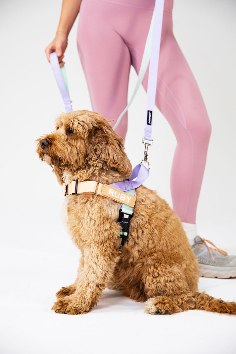 How Do I Know If My Dog Needs a Harness?