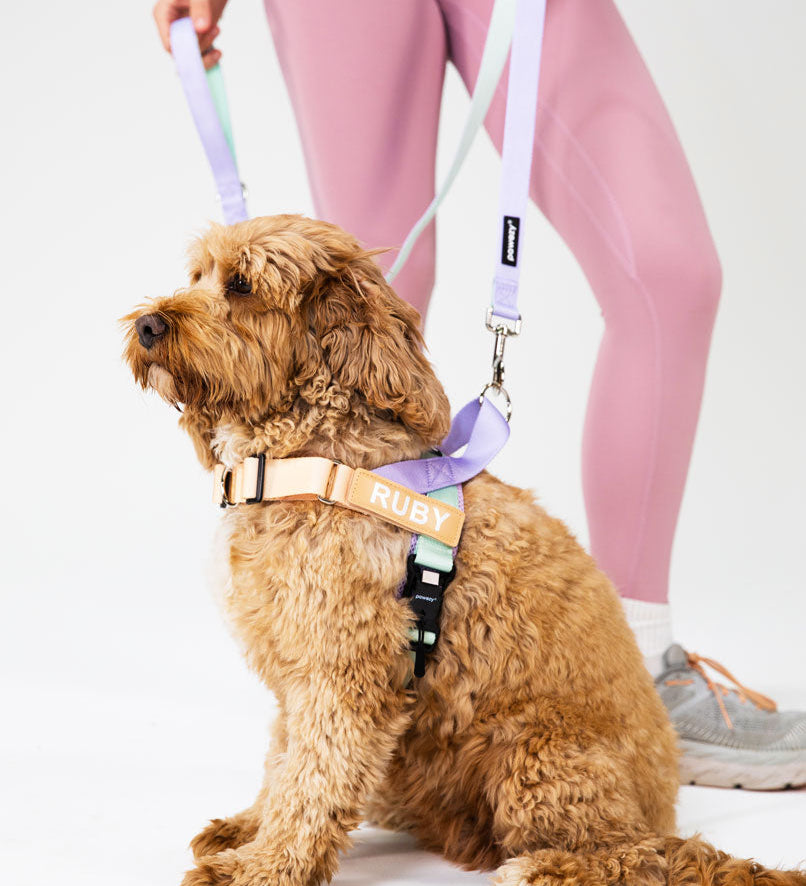 How Do I Know If My Dog Needs a Harness?
